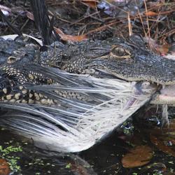 Alligator