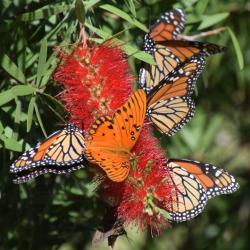 Butterflies