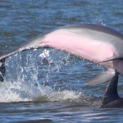 Dolphin