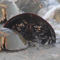 Horse Shoe Crab