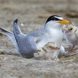 Least Tern