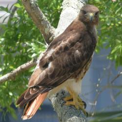 Red Tailed Hawk