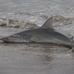 Shark