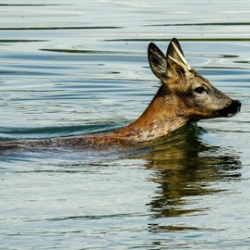 White Tailed Deer