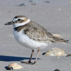 Wilsons Plover